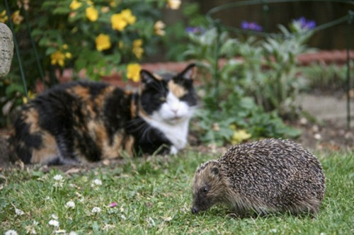 Ӣ����⬳Գ��ֶգ������Ɯp�ʘ����ȷ���